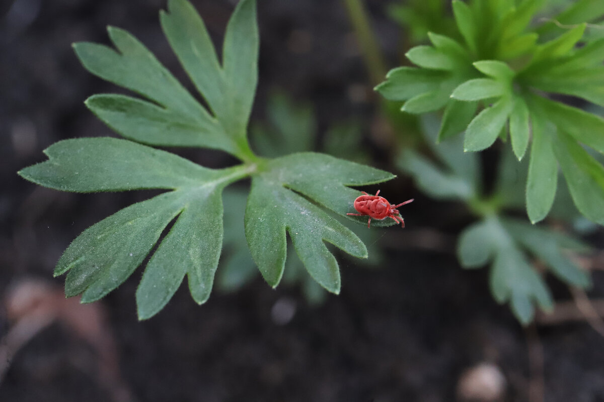 Красный бархатный клещ - Татьяна Салиева