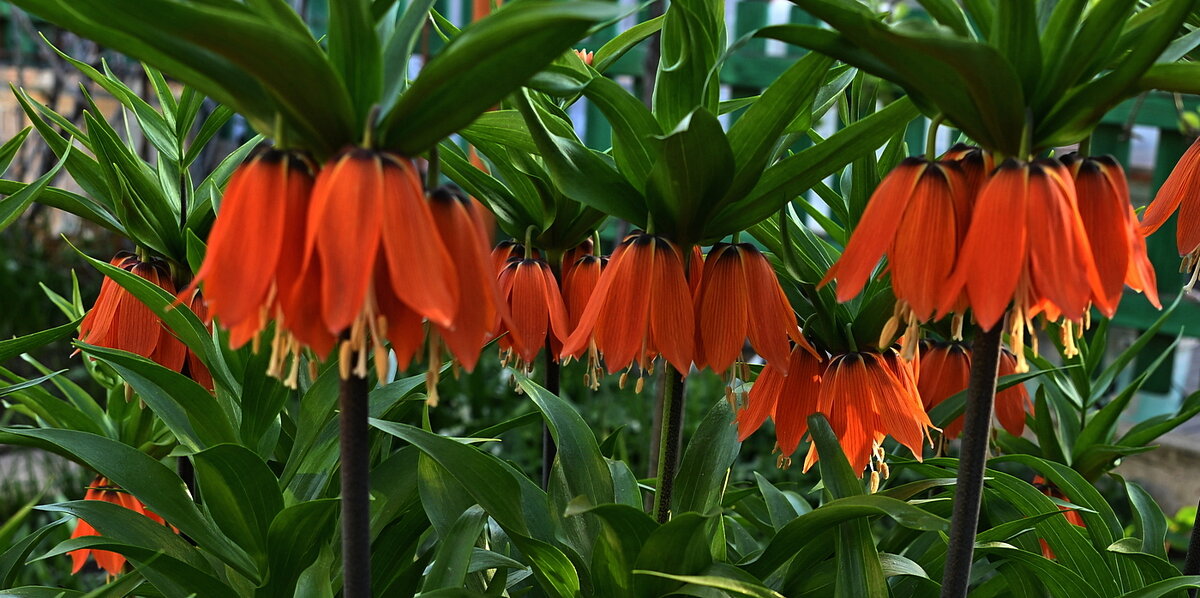 рябчиковые джунгли - Aleksandr .