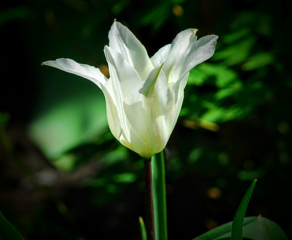 Весеннее. - Владимир 