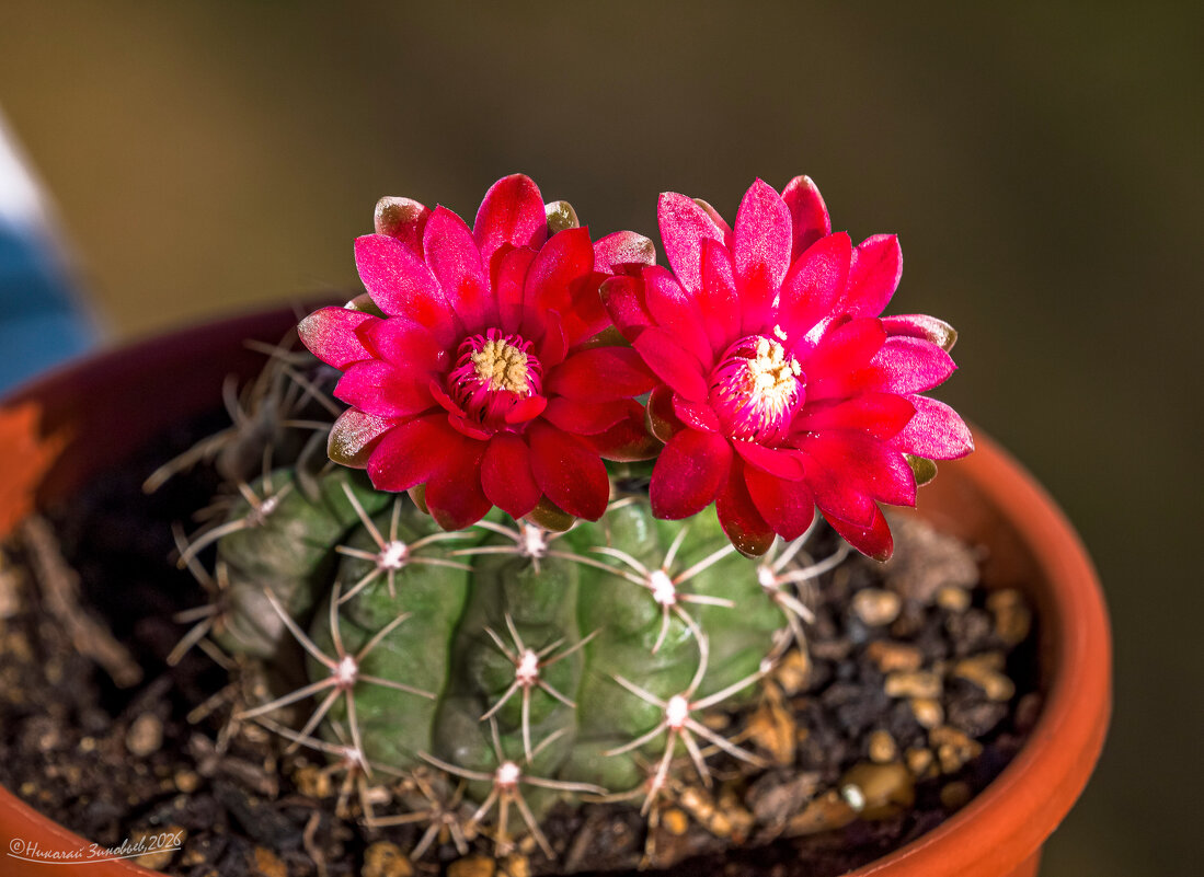 Весеннее цветение кактуса - Николай Зиновьев