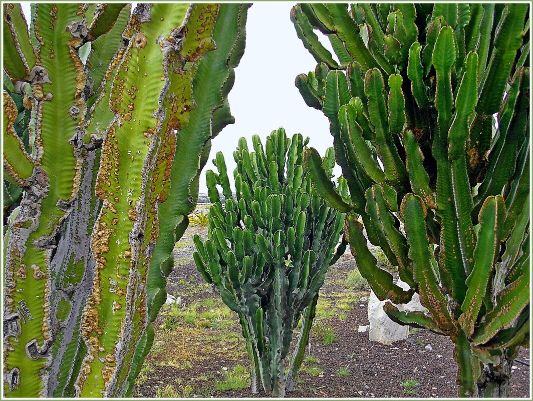 В окружении гигантских кактусов. - Лия ☼