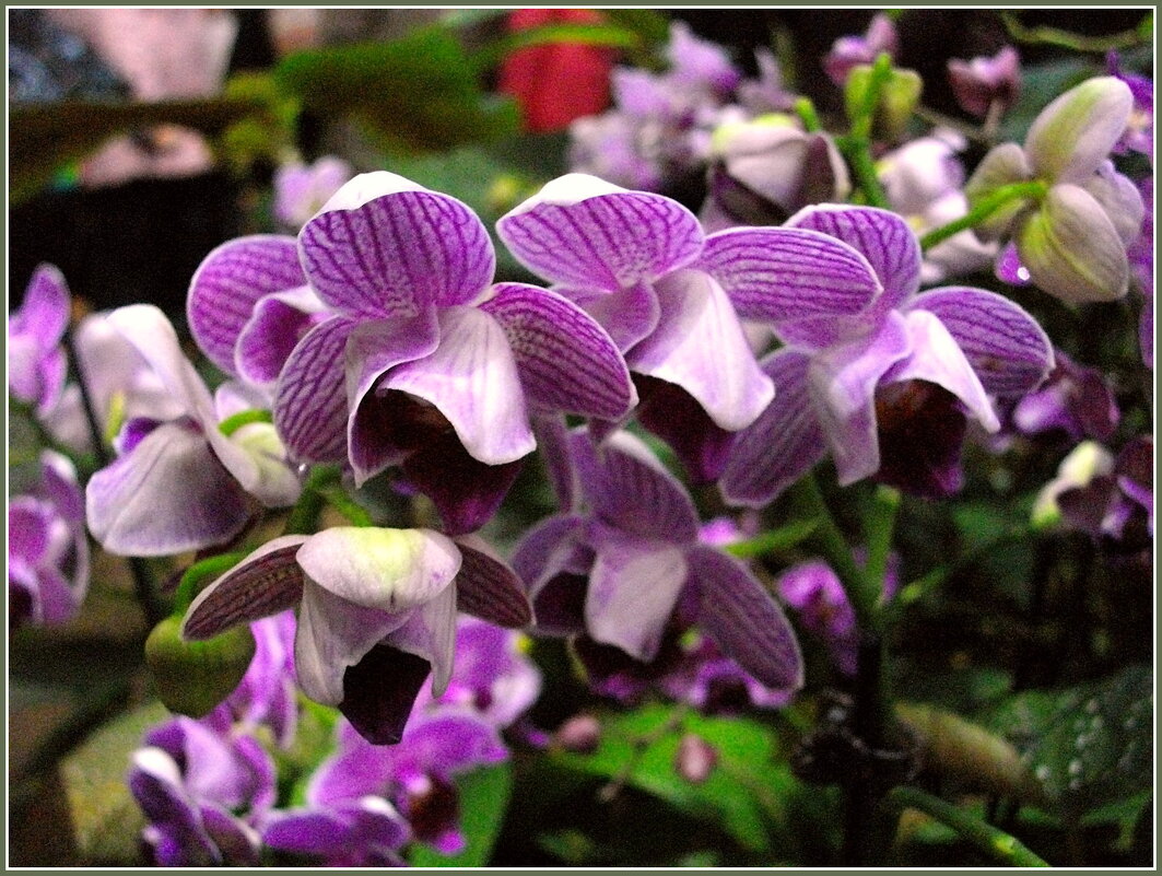 Орхидеи - Лия ☼