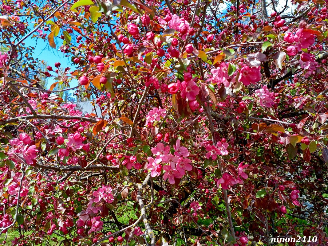 Яблоня декоративная - Нина Бутко
