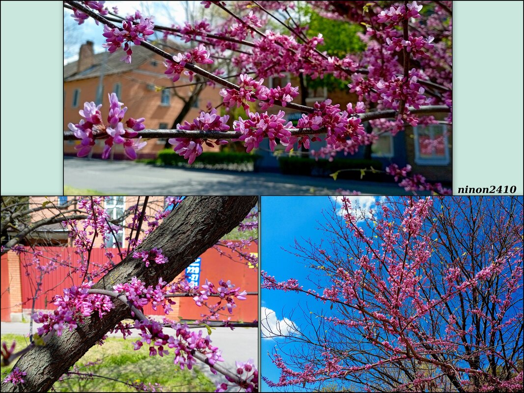 Церцис - Нина Бутко