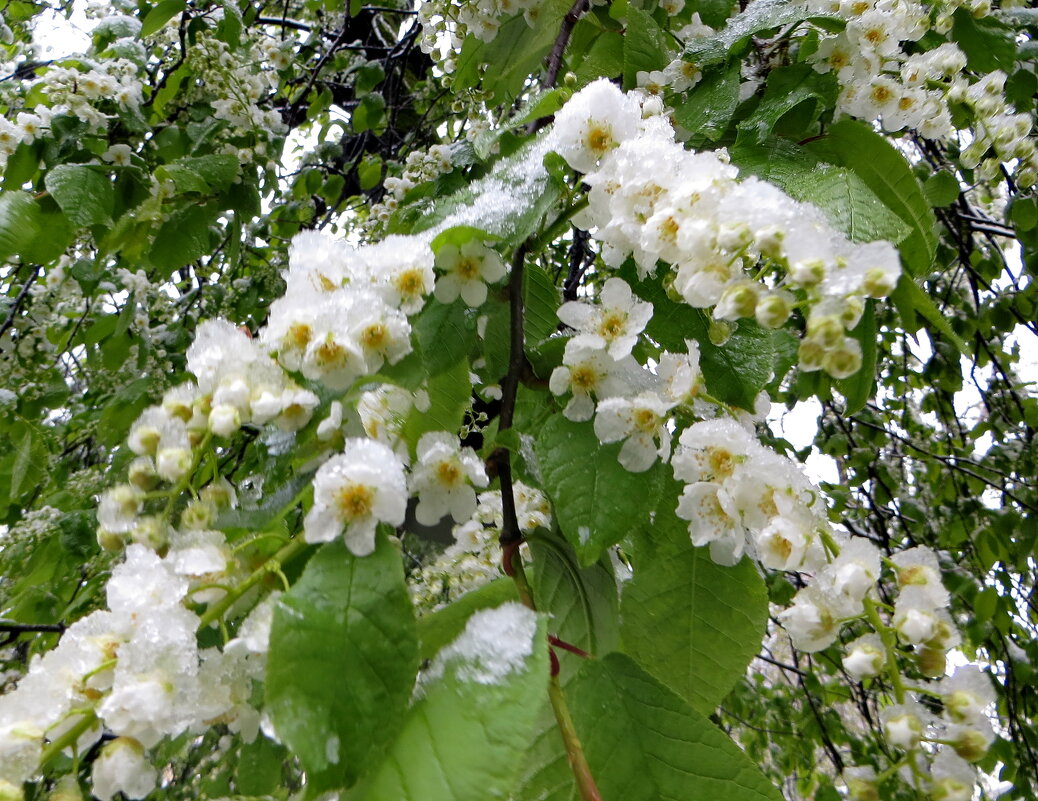 ... и тут зацвела черемуха... - Александр Чеботарь
