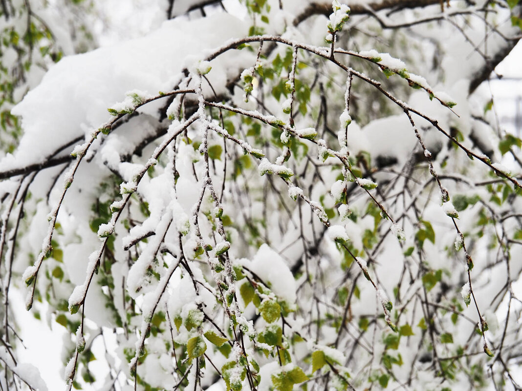 Снег в апреле - Мария К.