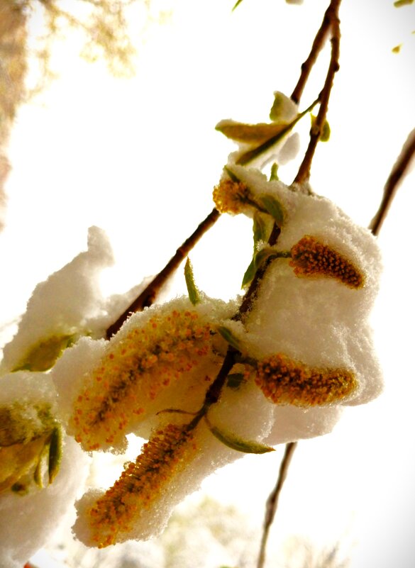 55 летний рекорд погоды 27.04.26г. (1) - Юрий Журавлев