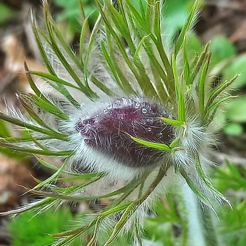 Не торопите сон-траву! - veilins veilins