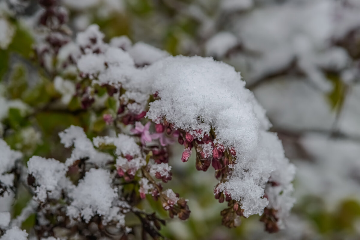 Сирень. - Николай 