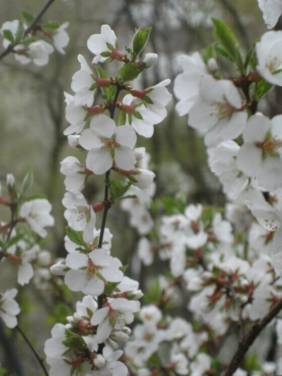 Вишня расцвела - Дмитрий Никитин
