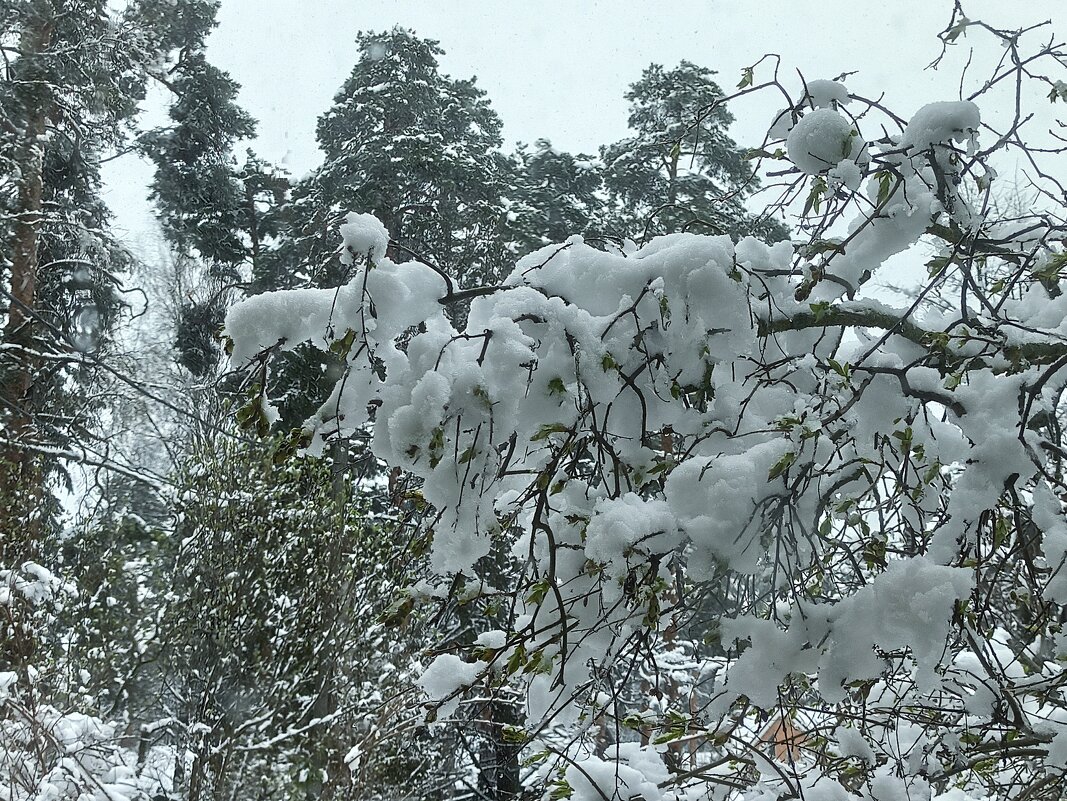 Вновь зима в окно стучится! - veilins veilins