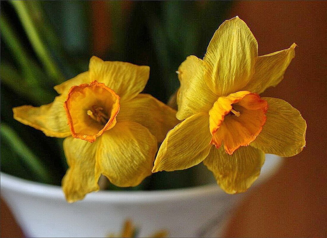 Нарциссы - ZNatasha -