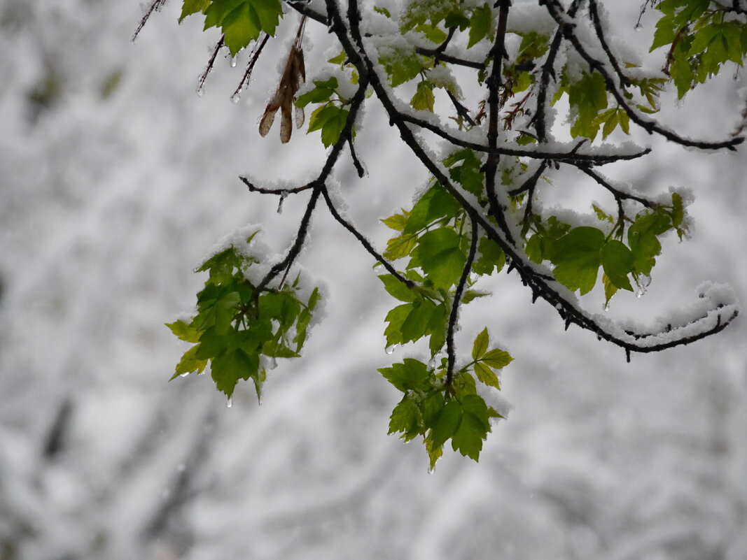 «У природы нет плохой погоды» - Наталья Rosenwasser