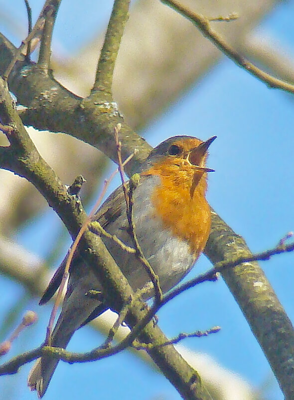 зарянка или малиновка - gawrilа - dan
