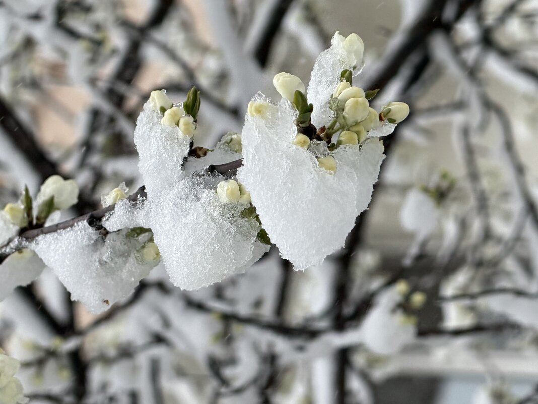 Снег в апреле - Pippa 