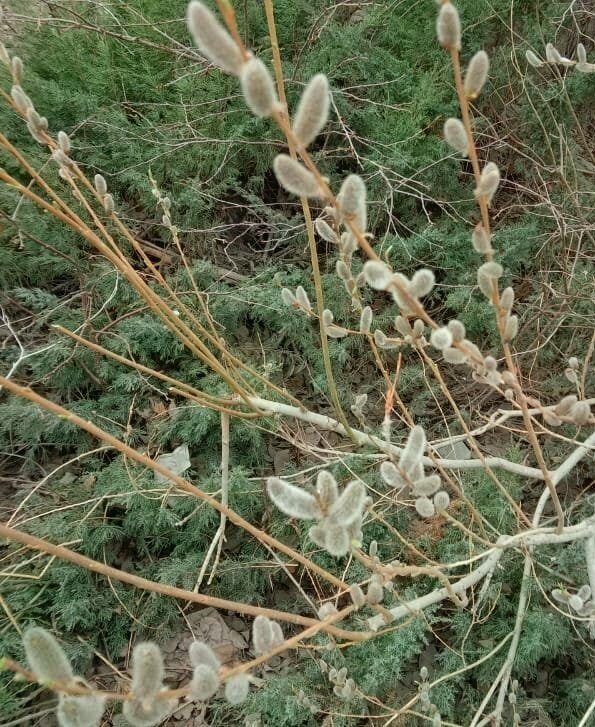 Верба - Георгиевич 