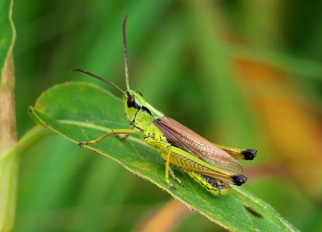 Кобылка - Valentina K