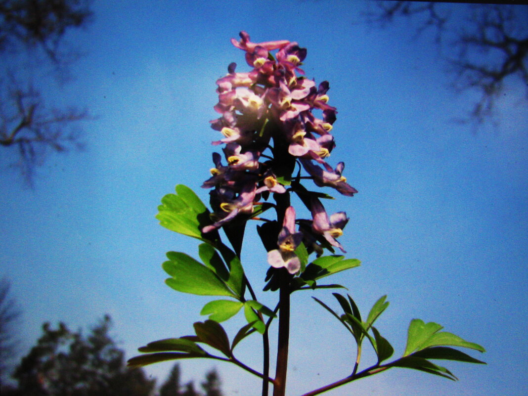 Хохлатка - Людмила Смородинская