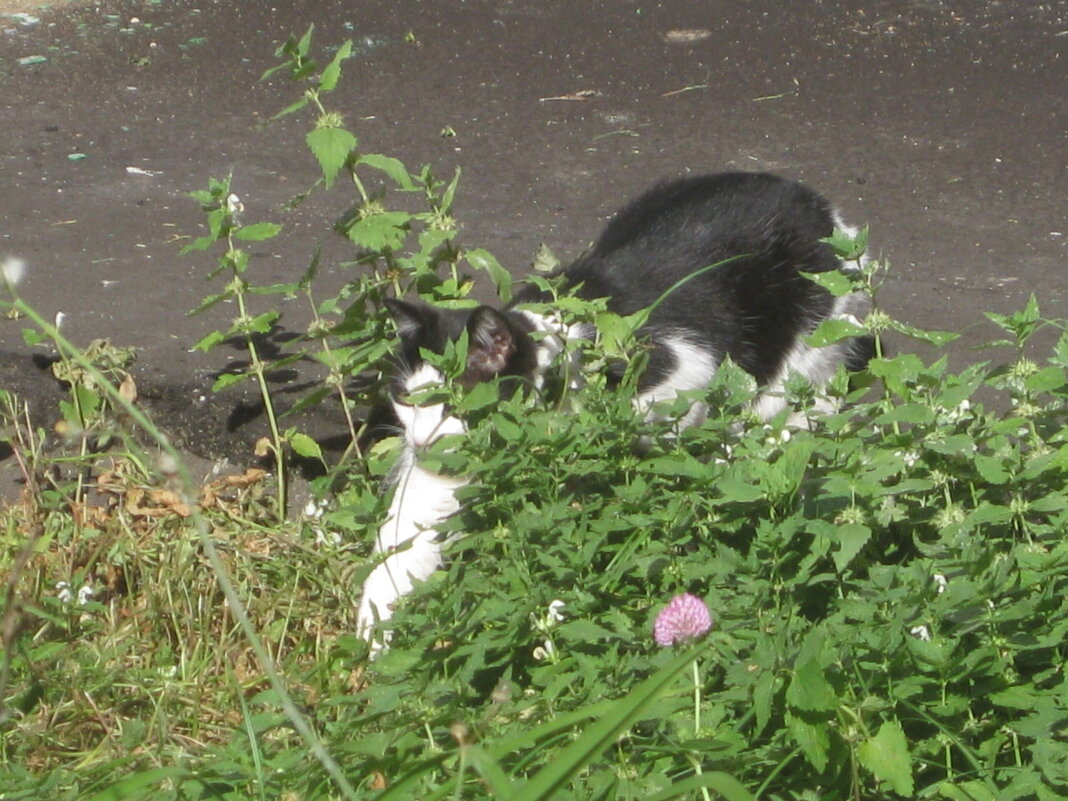 Чёрно-белая кошка - Дмитрий Никитин