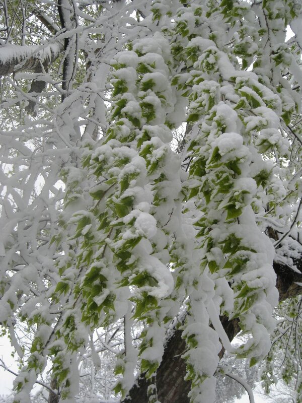 Снег в апреле - Дмитрий Никитин