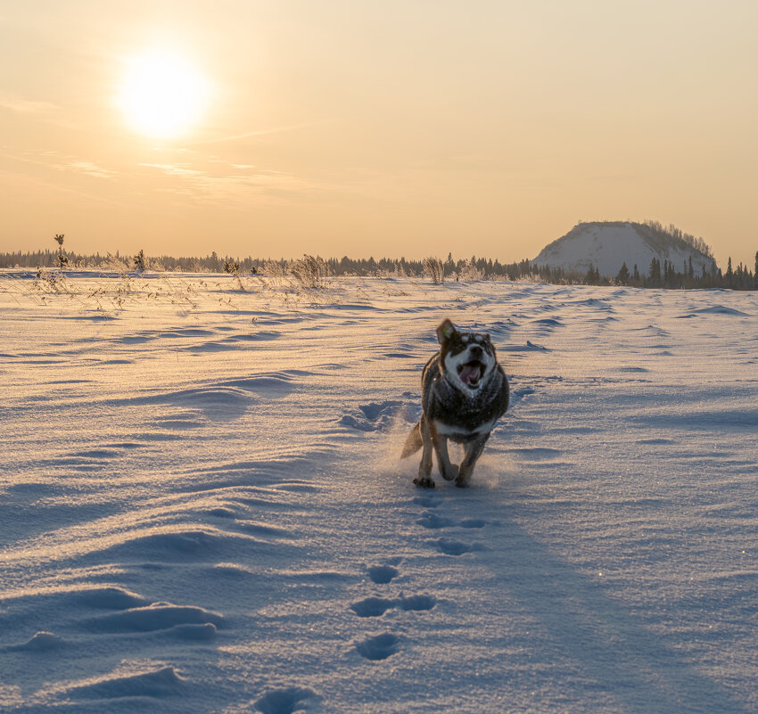 Восторг. - Владимир Мигонькин