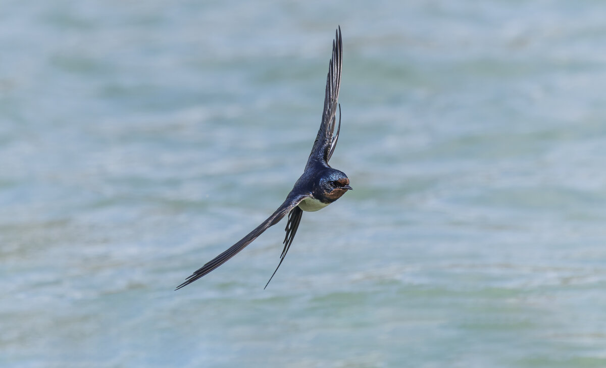 ласточка деревенская. - юрий макаров