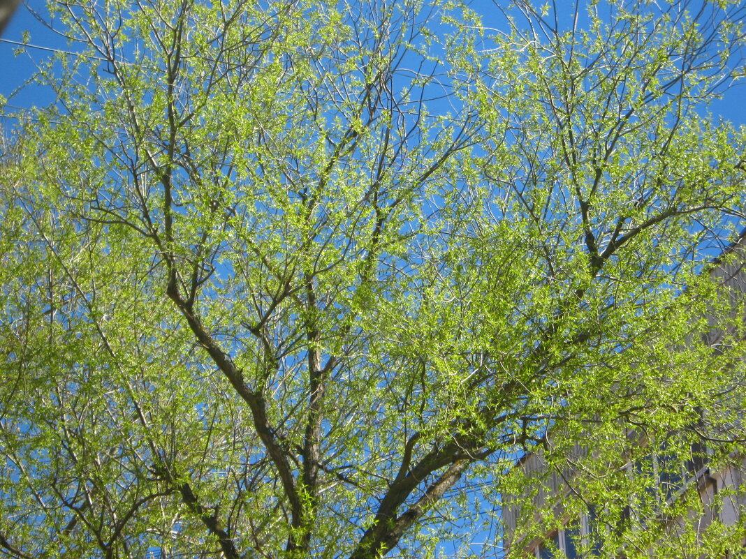 Весеннее небо - Елена Семигина