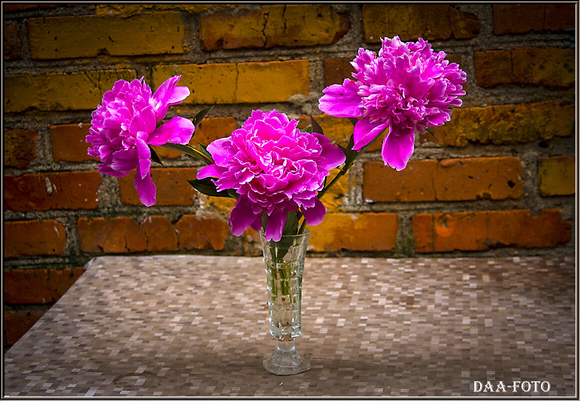 ПИОНЫ. - Александр Дмитриев