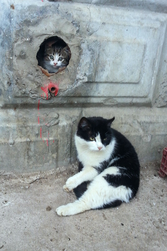 Ответственная мать - Сергей Сомихин