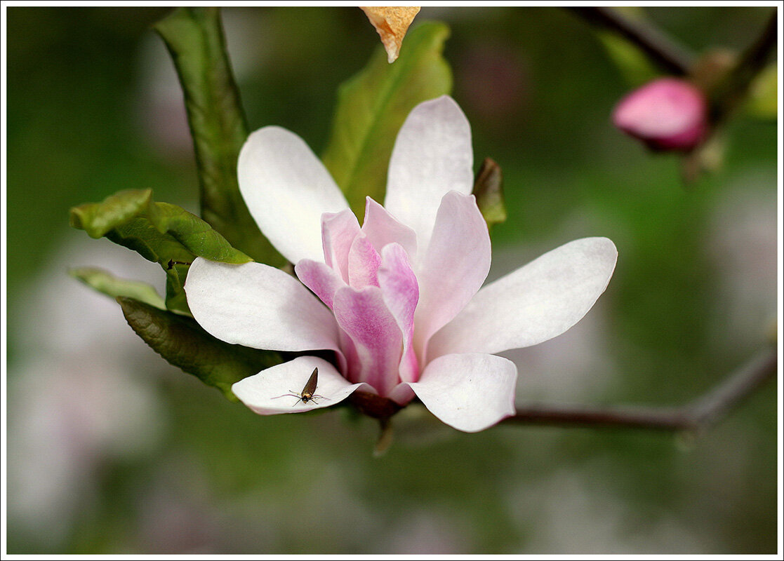 Весна - Aleksandr Gal