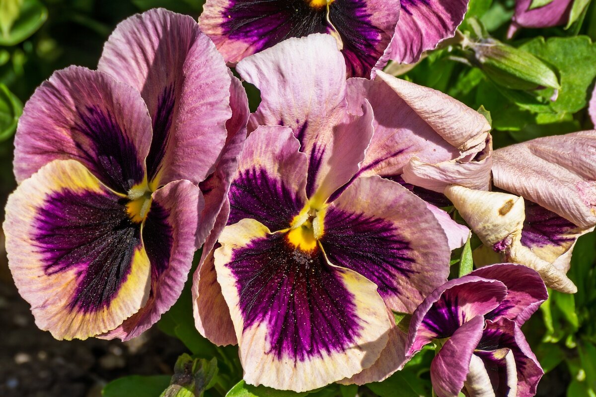 Анютины глазки - Игорь Сикорский