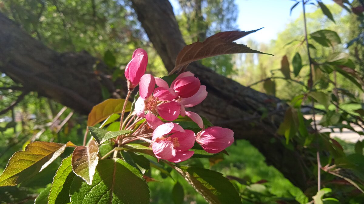 яблонька - Елена Шаламова
