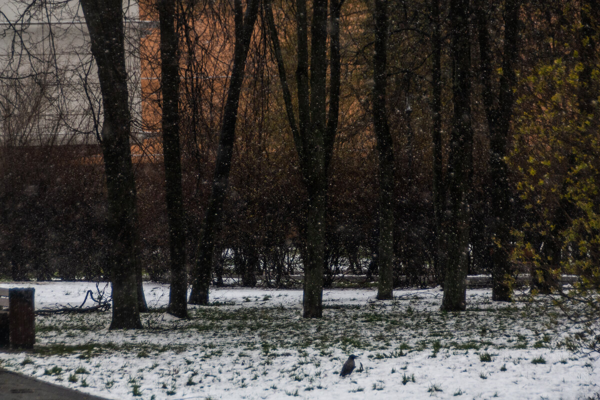 Снег в апреле - Chortyla 