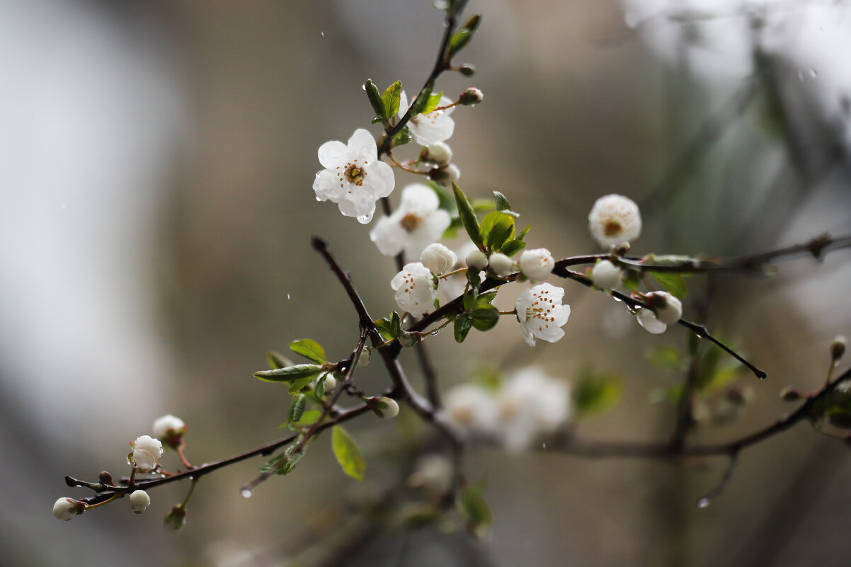 Вишенка - Игорь Шевченко
