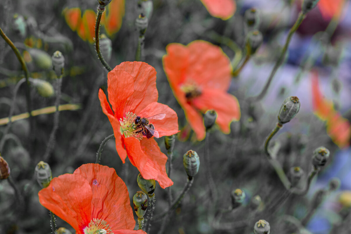грузинские - Осень 