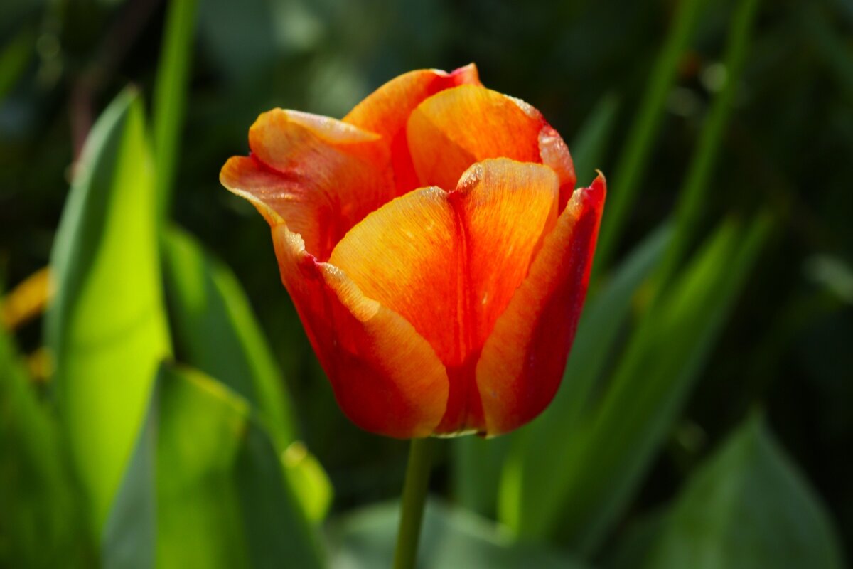 Доброе утро - Юрий. Шмаков