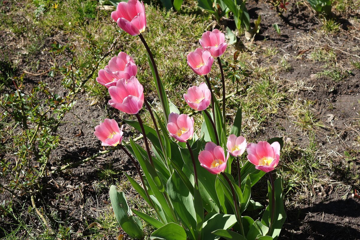 Тюльпаны - Рита Симонова