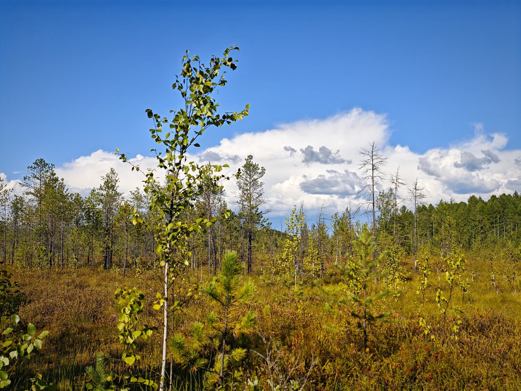Август - Александр 