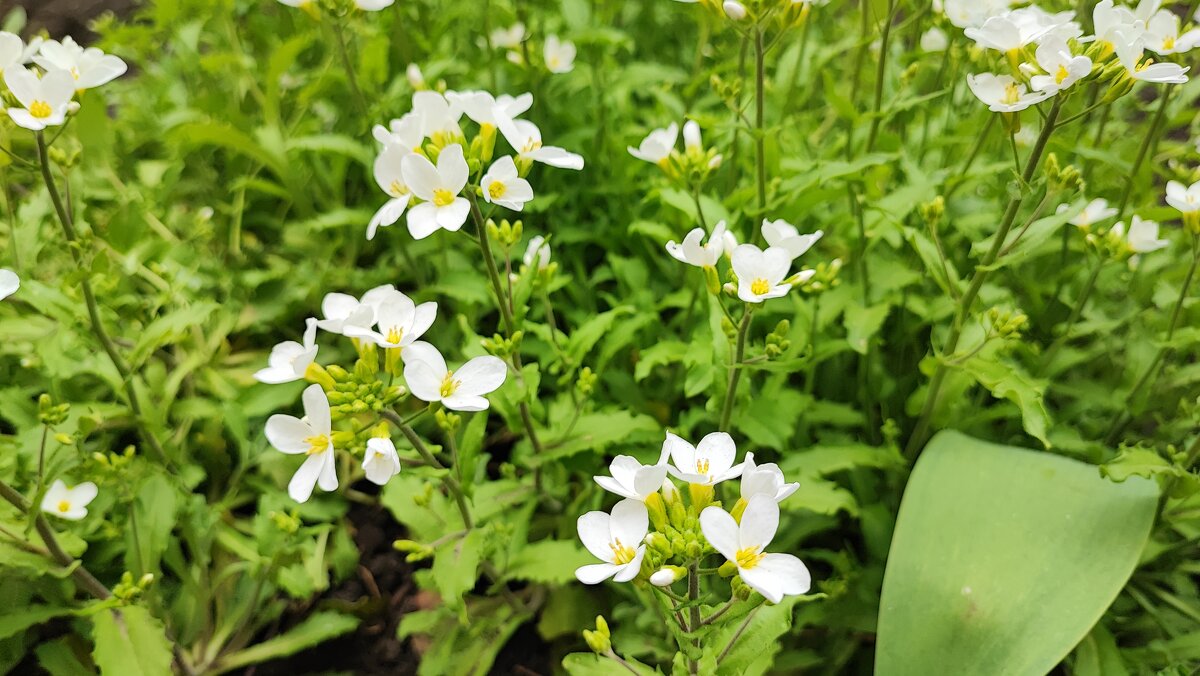 ,,, - Сергей Тимоновский
