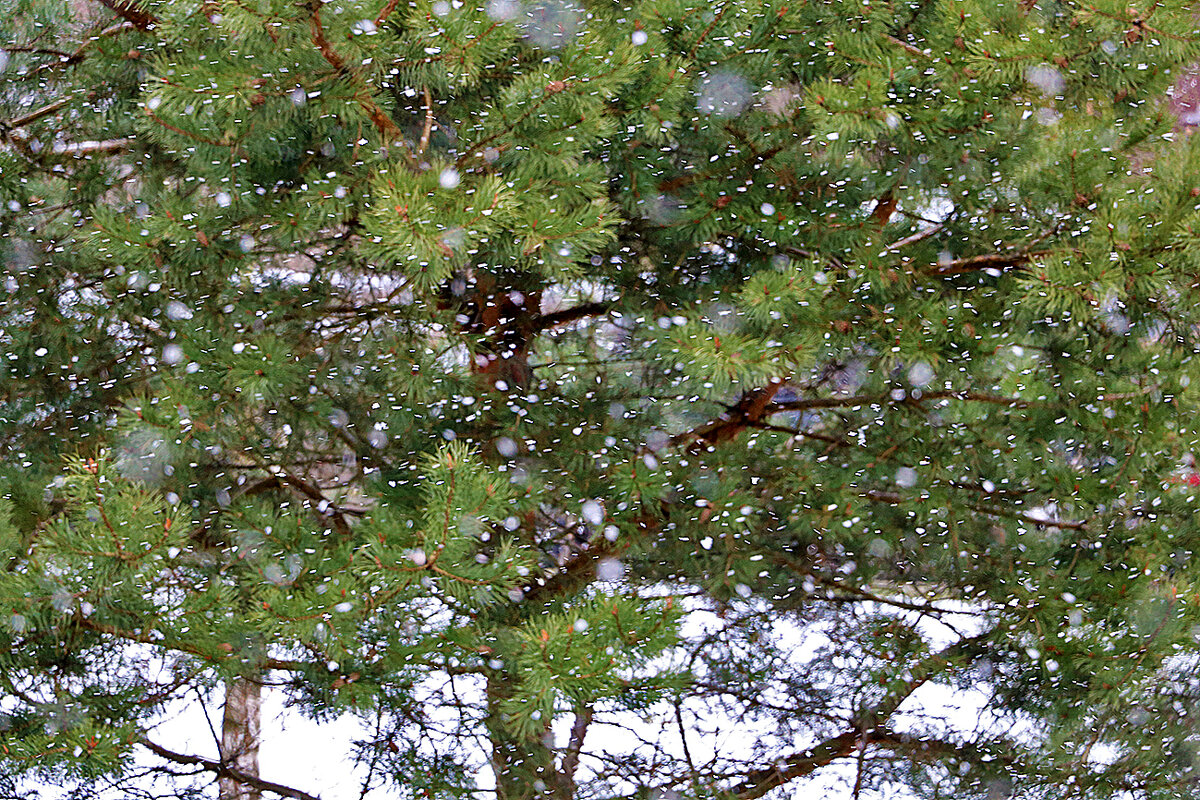 28 апреля - опять валит снег! - Светлана 