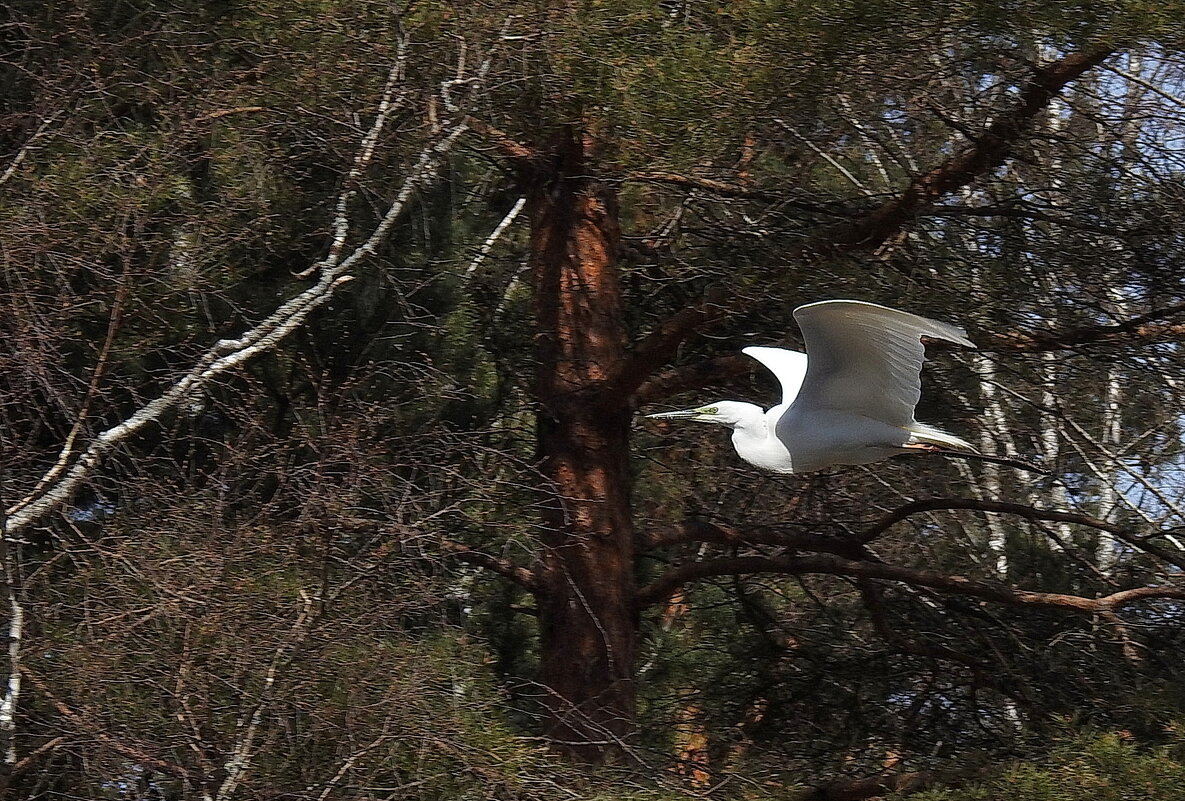 птицы весной - ИННА ПОРОХОВА