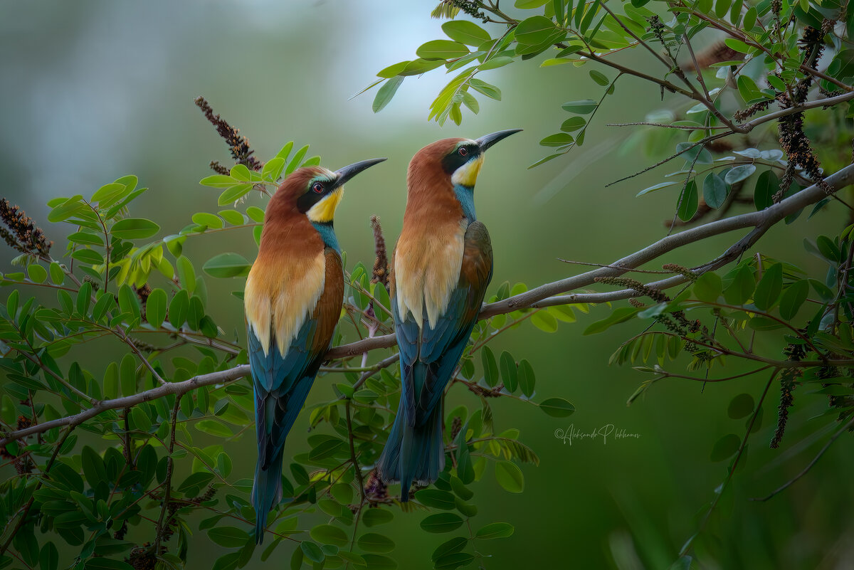 Щурки золотистые на ветке над рекой - Александр Плеханов