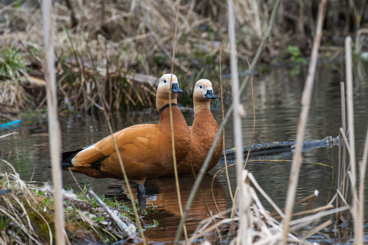 Семейка - Павел Катков