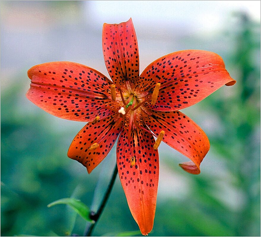 Тигровая лилии - Наталья ***