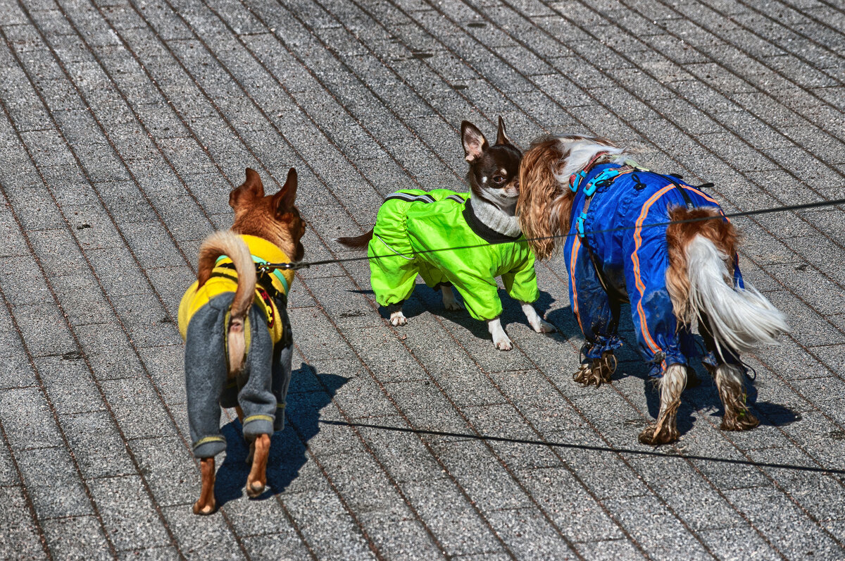 В парке Малевича - Юрий Яньков