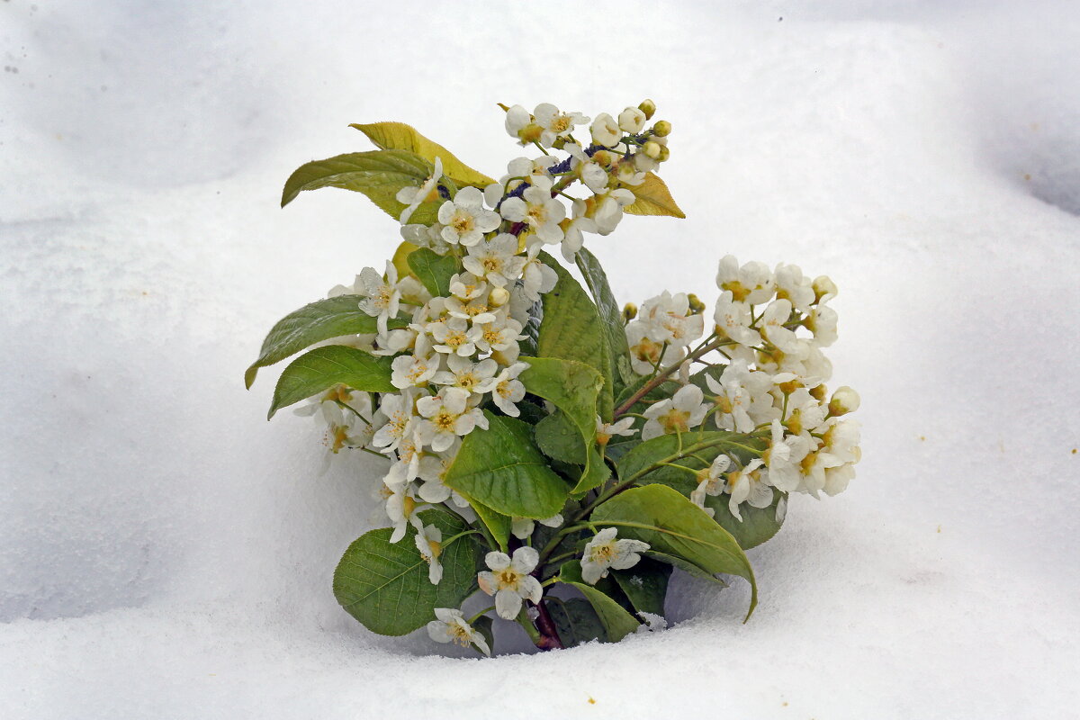 снегопад 26 апреля - Михаил Бибичков