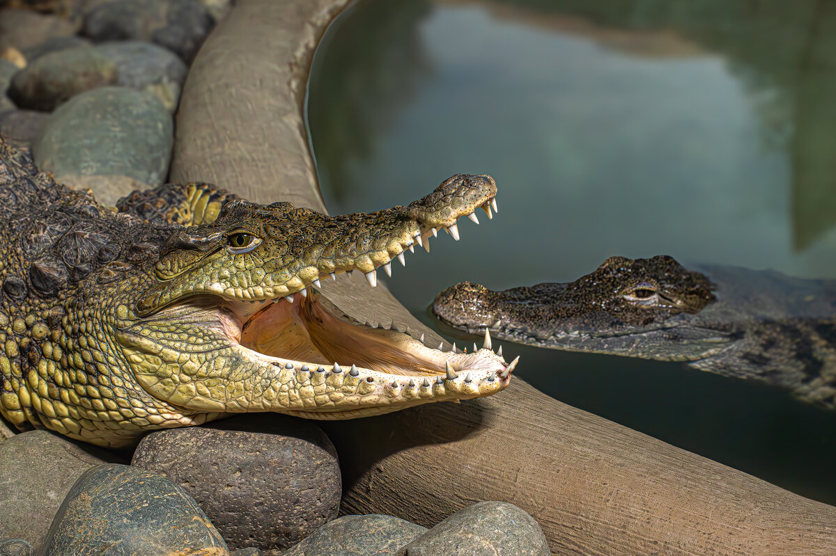 Нильский крокодил - Михаил Измайлов