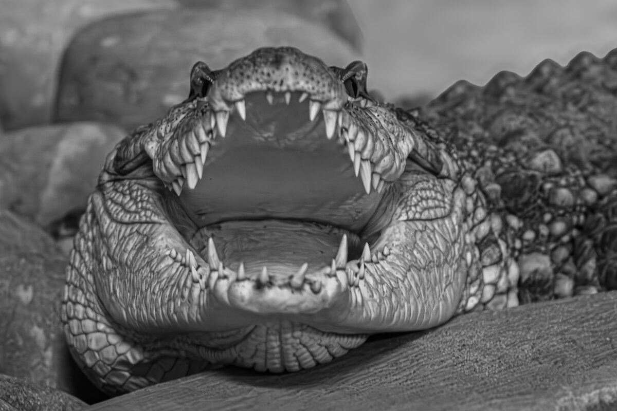 Нильский крокодил - Михаил Измайлов