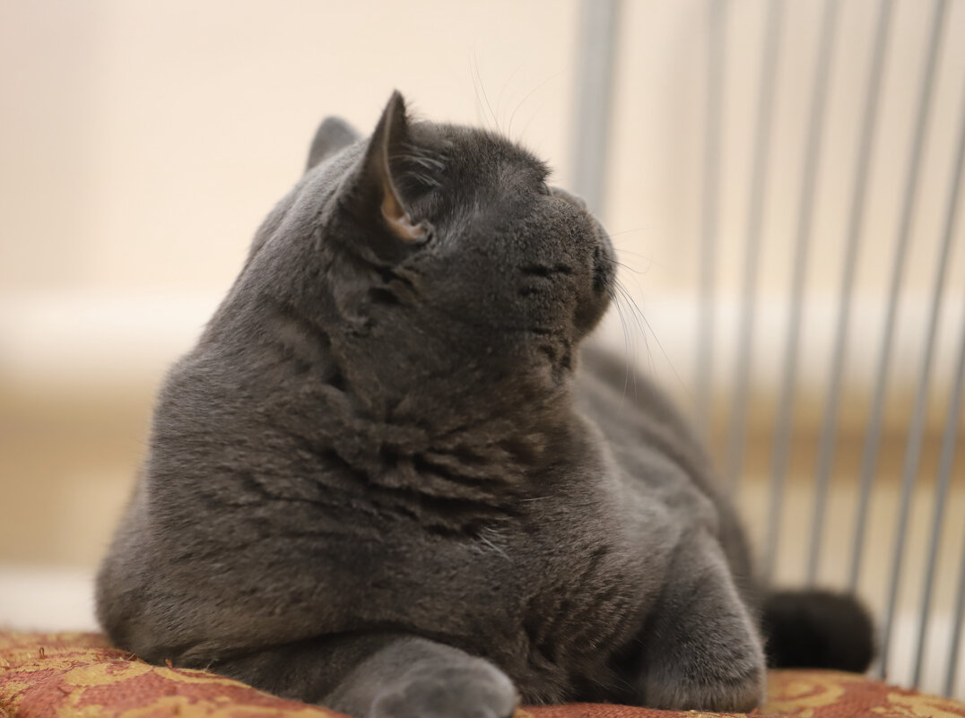 Не царское это дело смотреть в объектив - Татьяна Салиева