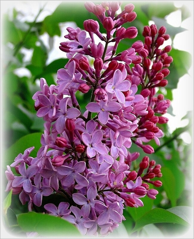 Веточка сирени - Наталья ***